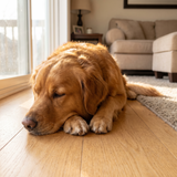 Miren pes z gosto sijočo dlako